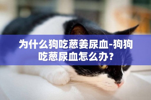為什么狗吃蔥姜尿血-狗狗吃蔥尿血怎么辦？