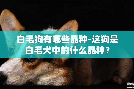 白毛狗有哪些品種-這狗是白毛犬中的什么品種？