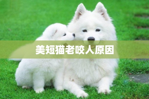 美短貓老咬人原因