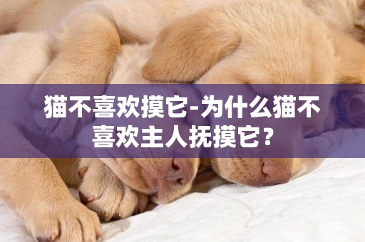 貓不喜歡摸它-為什么貓不喜歡主人撫摸它？