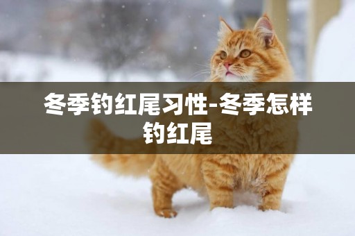 冬季釣紅尾習性-冬季怎樣釣紅尾