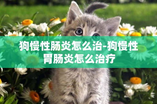 狗慢性腸炎怎么治-狗慢性胃腸炎怎么治療