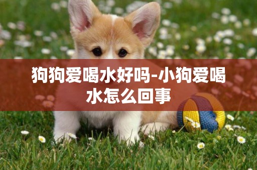 狗狗愛喝水好嗎-小狗愛喝水怎么回事