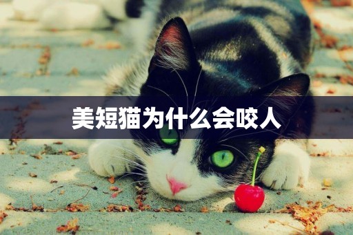 美短貓為什么會咬人