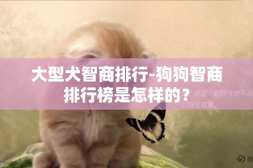 大型犬智商排行-狗狗智商排行榜是怎樣的？