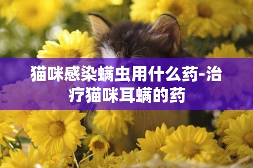 貓咪感染螨蟲用什么藥-治療貓咪耳螨的藥