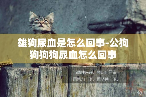 雄狗尿血是怎么回事-公狗狗狗狗尿血怎么回事
