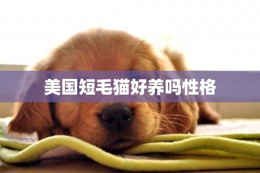 美國短毛貓好養嗎性格