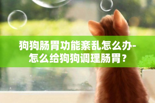 狗狗腸胃功能紊亂怎么辦-怎么給狗狗調理腸胃？