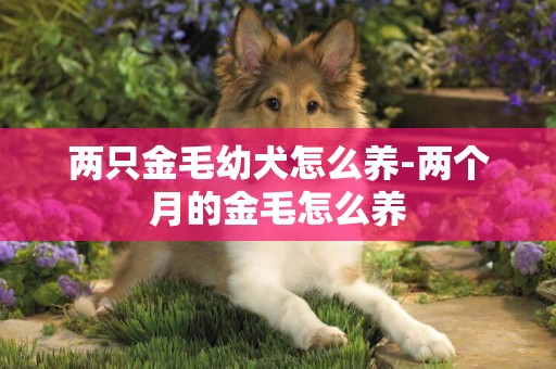 兩只金毛幼犬怎么養-兩個月的金毛怎么養