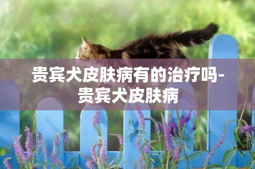 貴賓犬皮膚病有的治療嗎-貴賓犬皮膚病