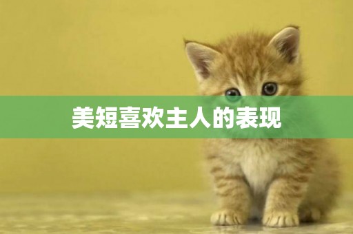 美短喜歡主人的表現