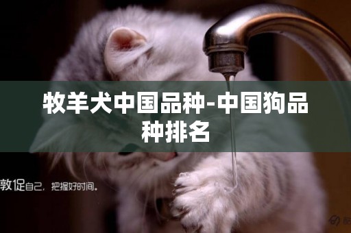 牧羊犬中國品種-中國狗品種排名