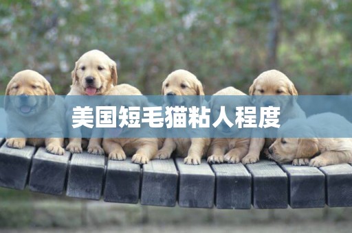 美國短毛貓粘人程度