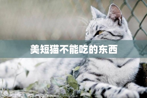 美短貓不能吃的東西