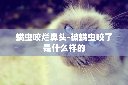 螨蟲咬爛鼻頭-被螨蟲咬了是什么樣的
