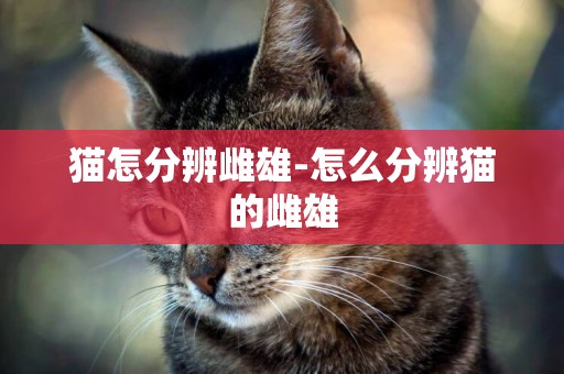 貓怎分辨雌雄-怎么分辨貓的雌雄