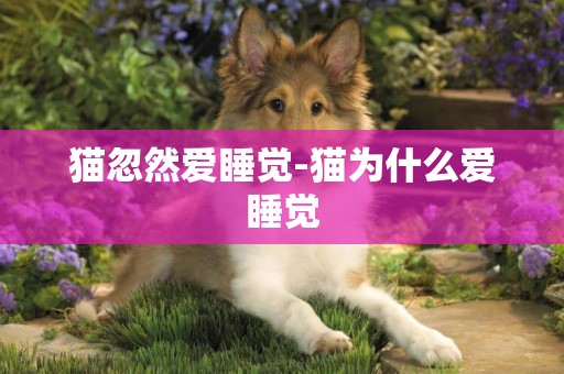 貓忽然愛睡覺-貓為什么愛睡覺