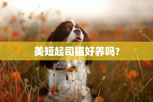 美短起司貓好養嗎?