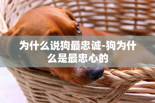 為什么說狗最忠誠-狗為什么是最忠心的