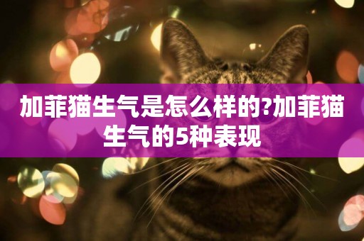 加菲貓生氣是怎么樣的?加菲貓生氣的5種表現