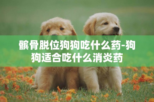 髕骨脫位狗狗吃什么藥-狗狗適合吃什么消炎藥