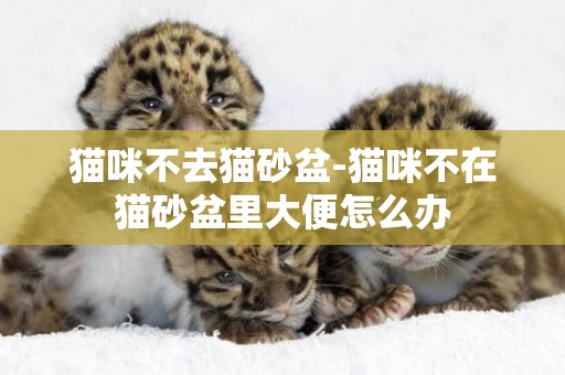 貓咪不去貓砂盆-貓咪不在貓砂盆里大便怎么辦