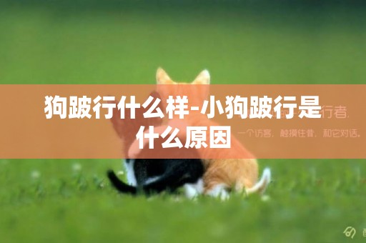 狗跛行什么樣-小狗跛行是什么原因