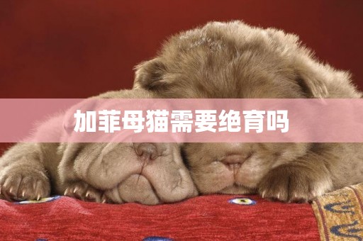 加菲母貓需要絕育嗎