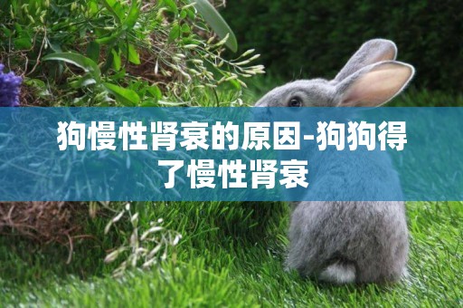 狗慢性腎衰的原因-狗狗得了慢性腎衰