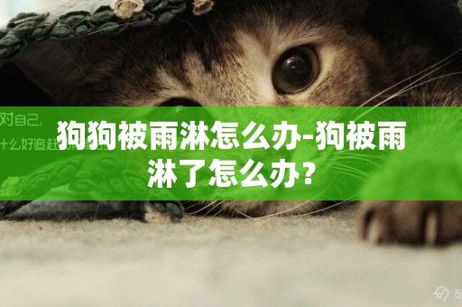狗狗被雨淋怎么辦-狗被雨淋了怎么辦？