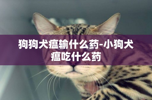 狗狗犬瘟輸什么藥-小狗犬瘟吃什么藥