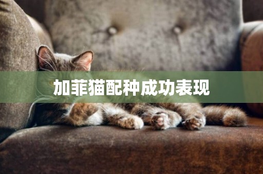 加菲貓配種成功表現