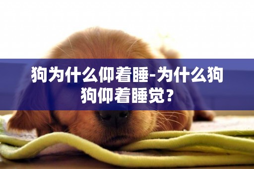 狗為什么仰著睡-為什么狗狗仰著睡覺？