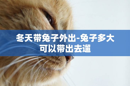 冬天帶兔子外出-兔子多大可以帶出去遛