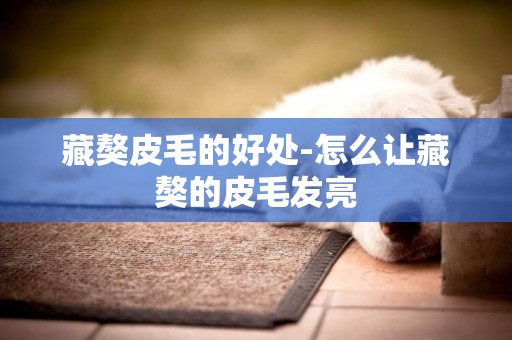 藏獒皮毛的好處-怎么讓藏獒的皮毛發亮