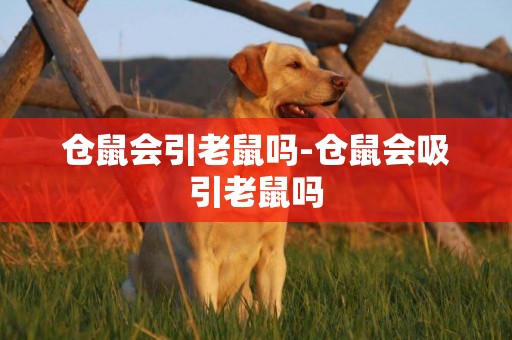 倉鼠會引老鼠嗎-倉鼠會吸引老鼠嗎