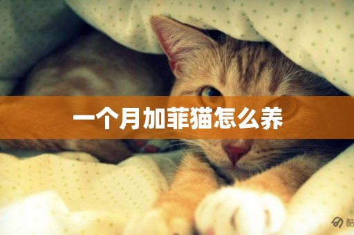 一個月加菲貓怎么養