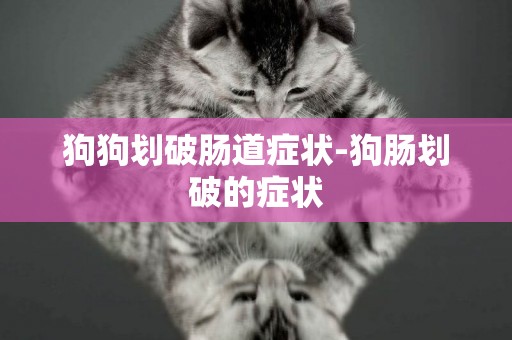 狗狗劃破腸道癥狀-狗腸劃破的癥狀