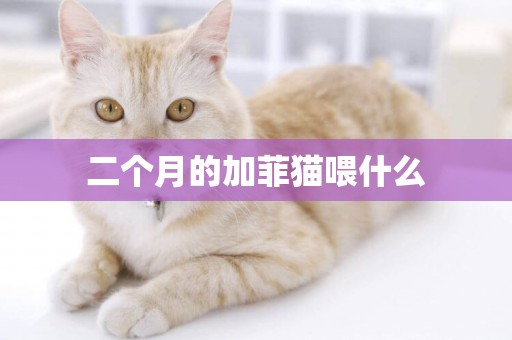 二個月的加菲貓喂什么