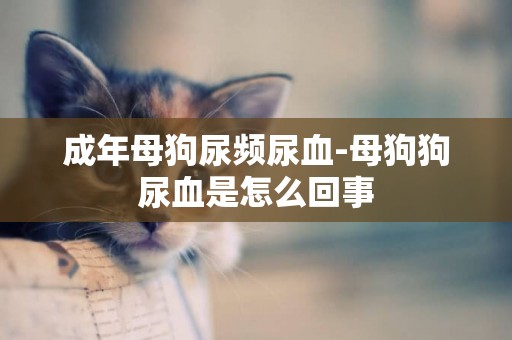 成年母狗尿頻尿血-母狗狗尿血是怎么回事