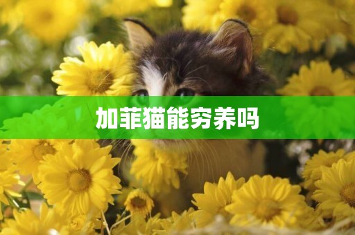 加菲貓能窮養嗎