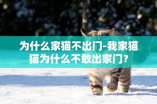 為什么家貓不出門-我家貓貓為什么不敢出家門？