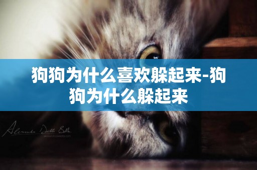狗狗為什么喜歡躲起來-狗狗為什么躲起來