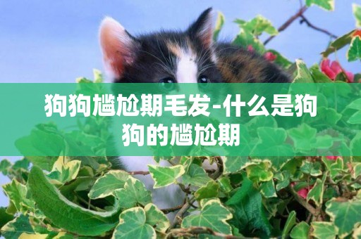 狗狗尷尬期毛發-什么是狗狗的尷尬期