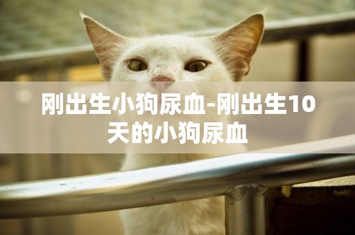 剛出生小狗尿血-剛出生10天的小狗尿血