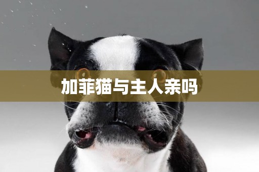 加菲貓與主人親嗎