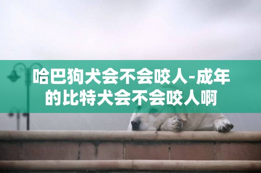 哈巴狗犬會不會咬人-成年的比特犬會不會咬人啊