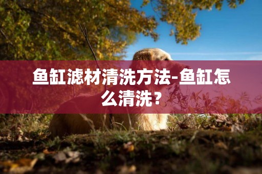 魚缸濾材清洗方法-魚缸怎么清洗？