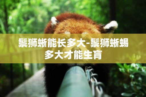 鬃獅蜥能長多大-鬃獅蜥蜴多大才能生肓